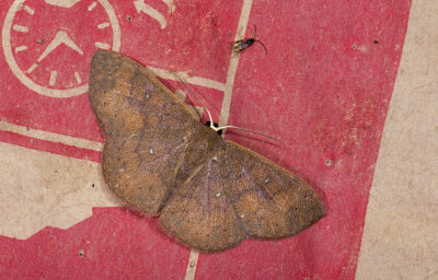 moth  g1084.jpg