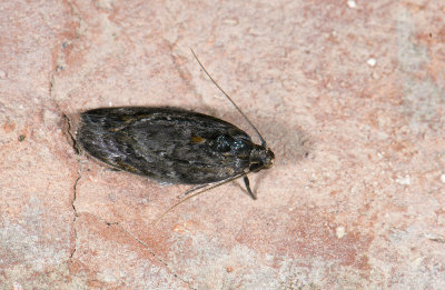 moth  a1116.jpg