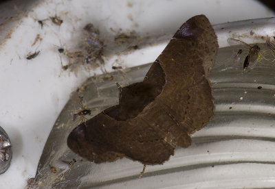 moth  s1145.jpg