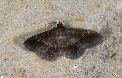 moth  n1148.jpg