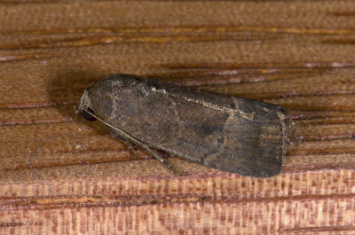 moth  n1162.jpg