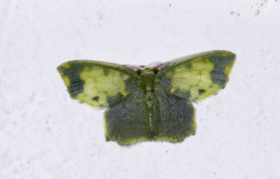 Geometridae; Geometrinae; Hydata sp.?  1167.jpg