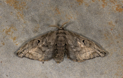 moth  s2000.jpg