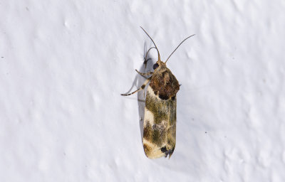 moth  a2003.jpg