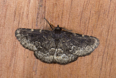 moth  n2005.jpg