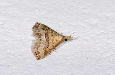 Erebidae; Boletobiinae; Mursa imitatrix?  2015.jpg