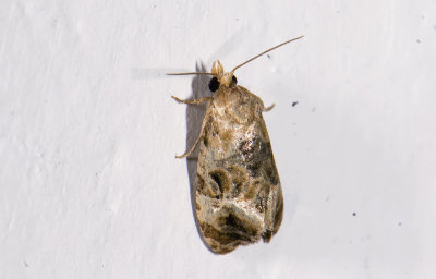moth  2031.jpg