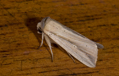 Noctuidae; Noctuinae; Leucania sp.?  2050.jpg