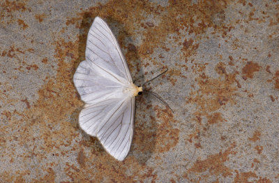 Geometridae; Ennominae; Leucula sp.?  2057.jpg