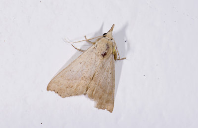 moth  2059.jpg