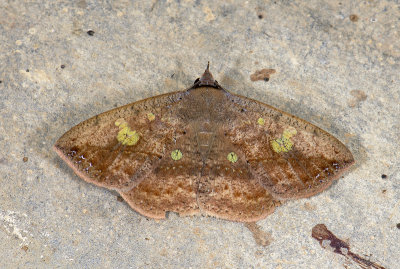 moth  2064.jpg