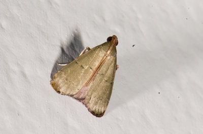 Noctuidae; Eustrotiinae; Marimatha sp.?  2066.jpg