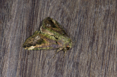 moth  n2089.jpg