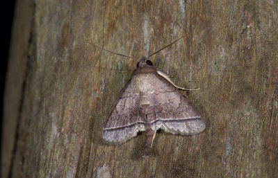 moth  2097.jpg