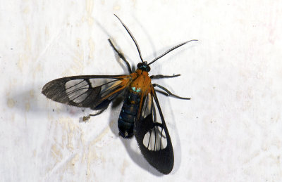 Erebidae; Arctiinae; Arctiini; Cosmosoma sp. ?  2101.jpg