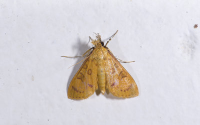 Crambidae; Pyraustinae;  2103.jpg