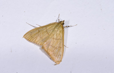 Crambidae; Pyraustinae; 2107.jpg