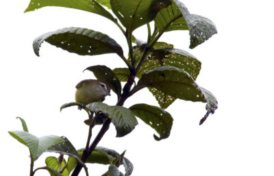 Brown-capped Vireo 7257.jpg