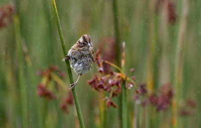 Rufous-collared Sparrow  7508.jpg
