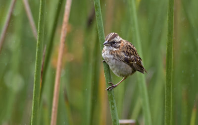 Rufous-collared Sparrow  7528.jpg