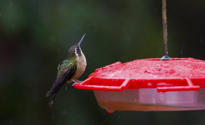 Speckled Hummingbird  8446.jpg