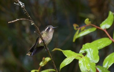 Speckled Hummingbird  8701.jpg