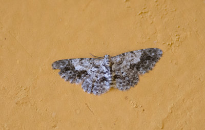 moth  8895.jpg