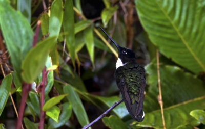 Collared Inca 9208.jpg