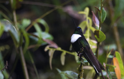 Collared Inca 9343.jpg
