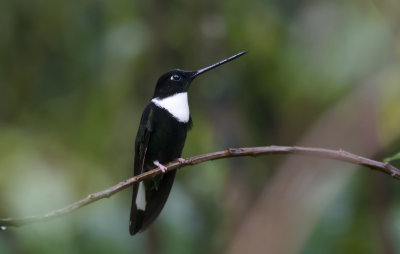Collared Inca 9355.jpg