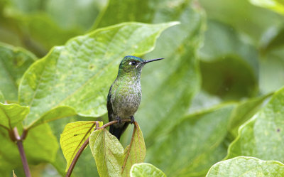Long-tailed Sylph 0005.jpg