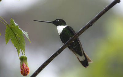 Collared Inca 0204.jpg
