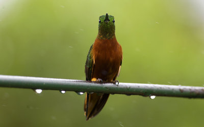 Chestnut-breasted Coronet 0273.jpg