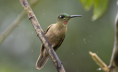Fawn-breasted Brilliant 0307.jpg