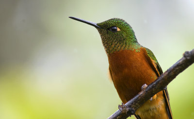 Chestnut-breasted Coronet 0331.jpg