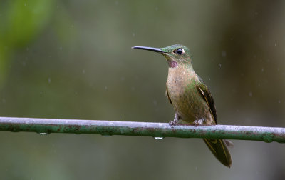 Fawn-breasted Brilliant 0622.jpg