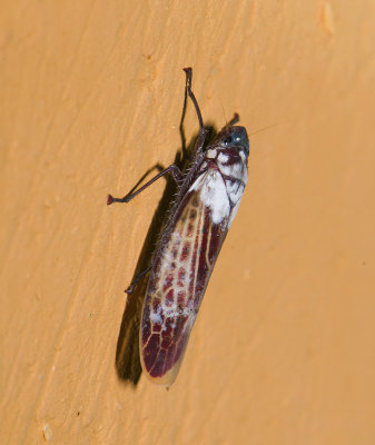 bug  0854.jpg