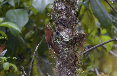 Pearled Treerunner 9847.jpg