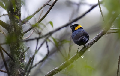 Yellow-scarfed Tanager 9858.jpg