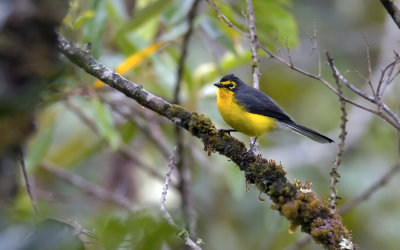 Spectacled Whitestart 9887.jpg