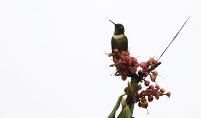 Amethyst-throated Sunangel 9894.jpg