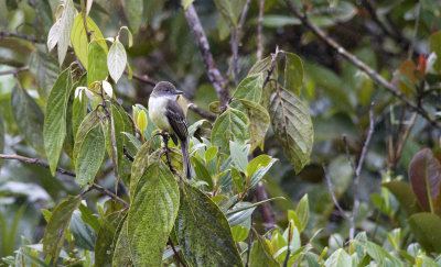 Pale-edged Flycatcher 9913.jpg