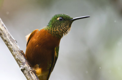 Chestnut-breasted Coronet 9956.jpg