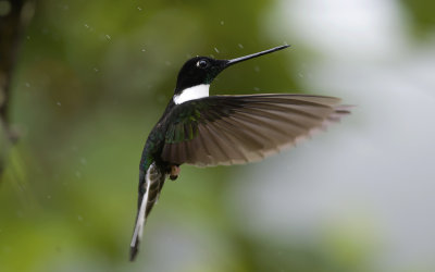 Collared Inca 9988.jpg