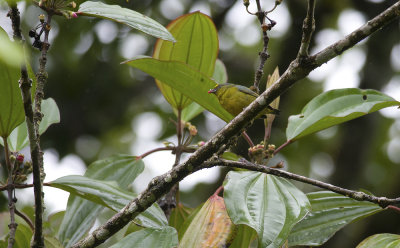Bronze-green Euphonia 0899.jpg