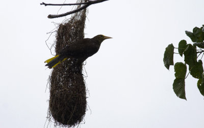Russet-backed Oropendola 0924.jpg