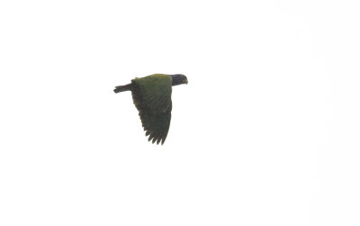 Blue-headed Parrot 1011.jpg