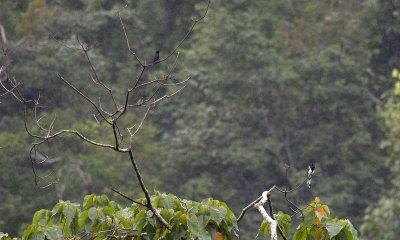 Magpie Tanager 1082.jpg