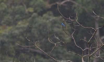 Swallow Tanager 1095.jpg