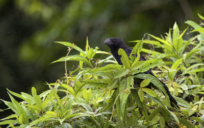 Smooth-billed Ani 1106.jpg